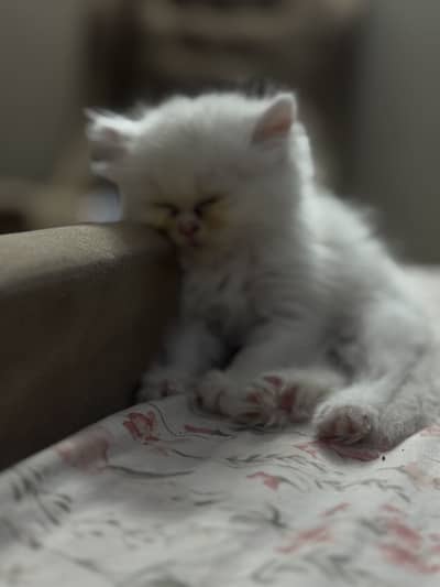 Healthy, home-raised Persian kittens with proper care