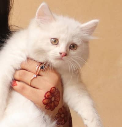 White persian cat