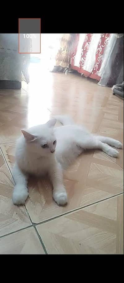 Cat For Sell