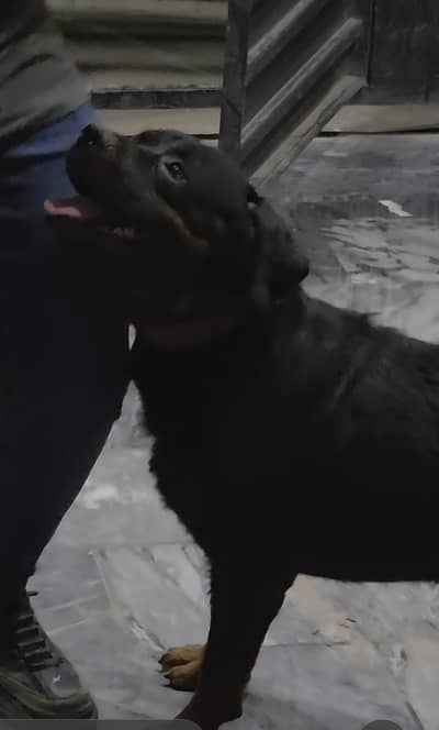 pedigree Rottweiler male for stud in gujrat whatsapp 03426552362