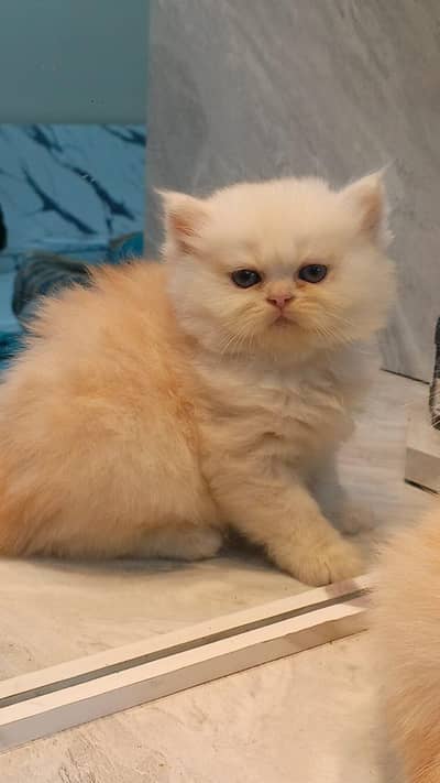 Pure Persian Triple Coated Punch Face Kittens
