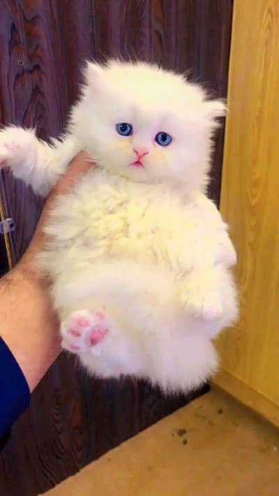 cute Persian kittens available