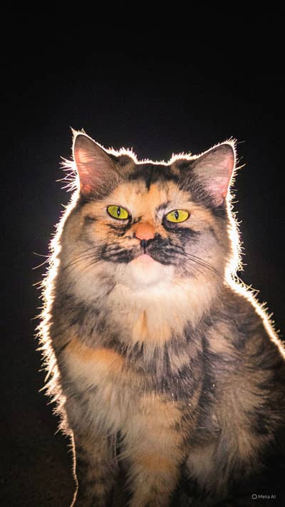 Persian cat golden eyes fully trained healthy cat