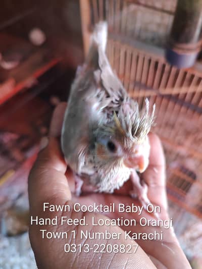 Fawn Cocktail Chick Available Grey Cockatiel