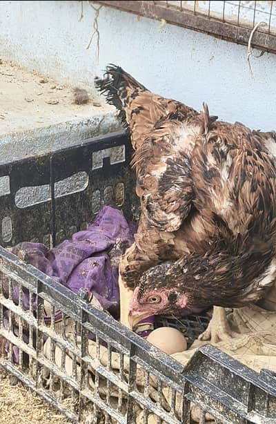Aseel chicks and eggs