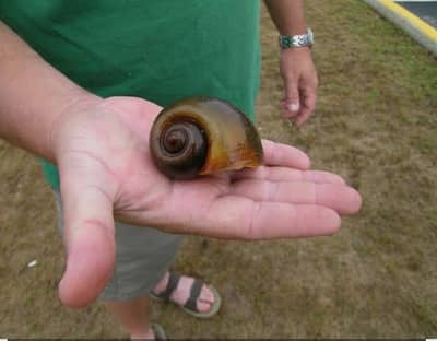 Apple snails pair for sale at a very reasonable price
