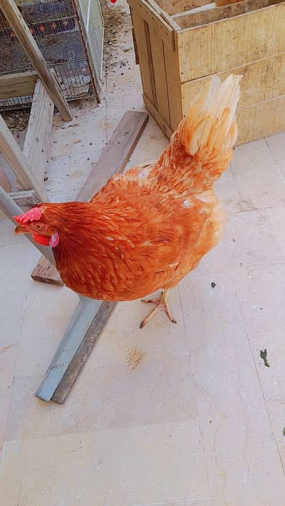 Lohamn brown hens for sell
