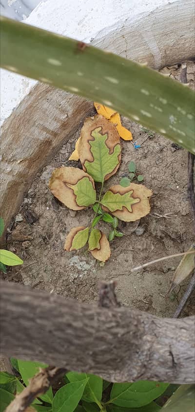 imported and rare original leaf for home decoration
