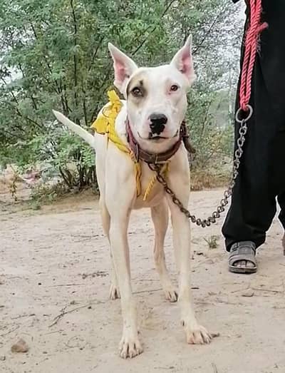 gultair male dog