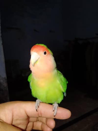Hand tame Love bird & cage