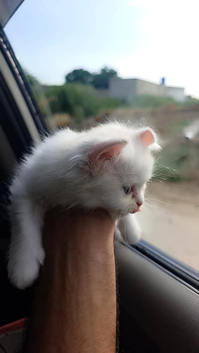 Cat for sale