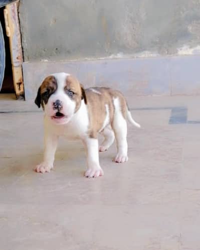 bully  gultair male puppy available for sale