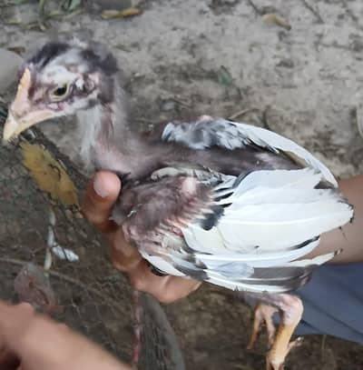 Aseel Heera Chicks