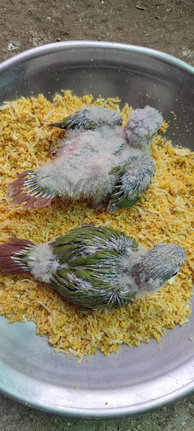 pineapple conure chick