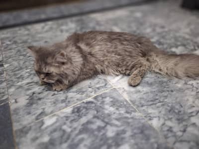 Gorgeous Smoky Grey Persian Cat – Fluffy Long Hair