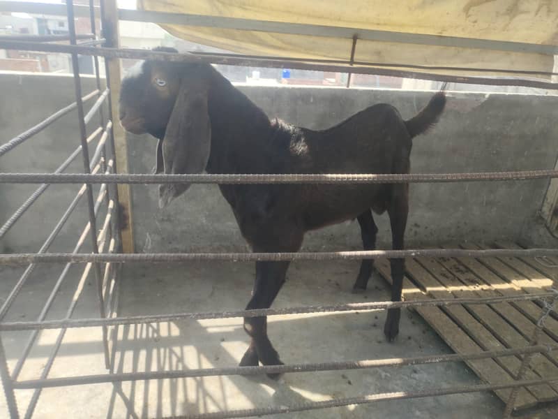 bakra 0