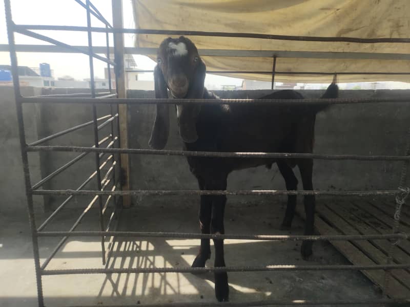 bakra 1