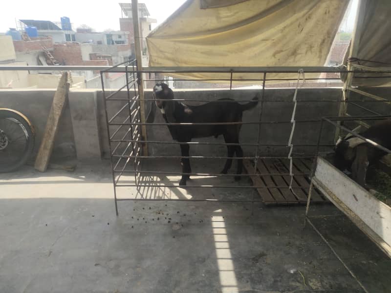 bakra 2