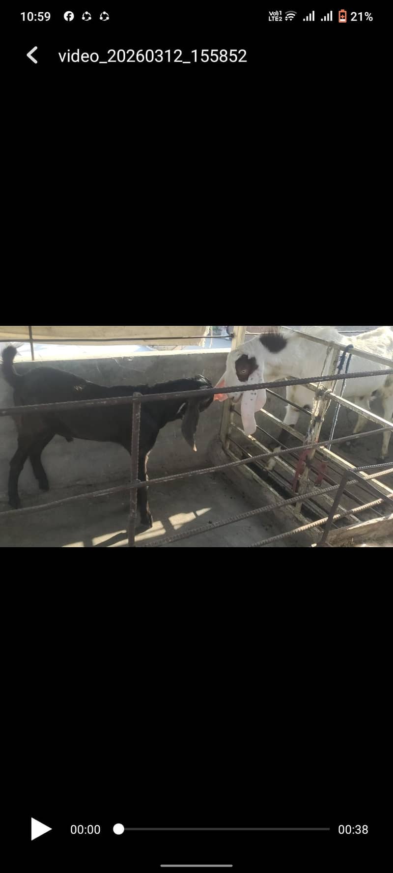 bakra 4