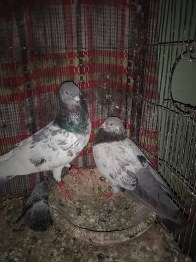 golden breeder pair