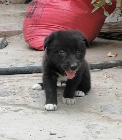 bakarwal male puppy
