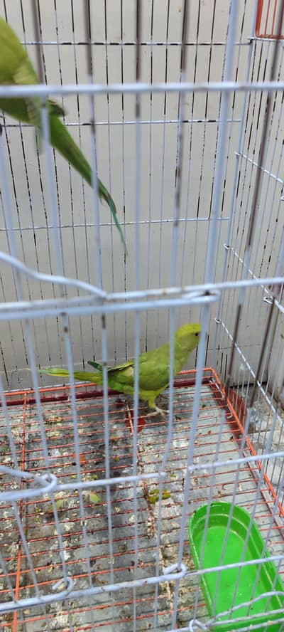 Sell Ringneck not confirm male or female