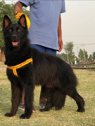 German Shepherd mail dog | Long Coat mail | Dog For Sale
