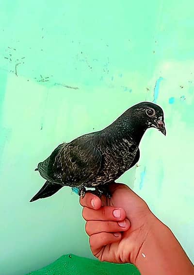 HAND TAME PIGEON 