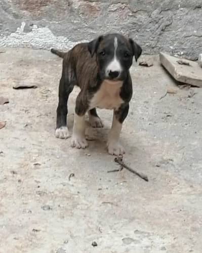 gultair male puppy (weleti)