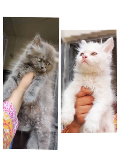 Persian kittens