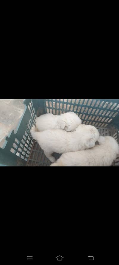 puppies