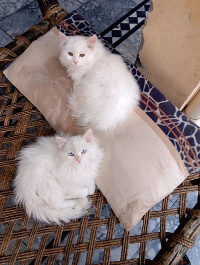 Persian tripple coat cat pair in very reasonable price