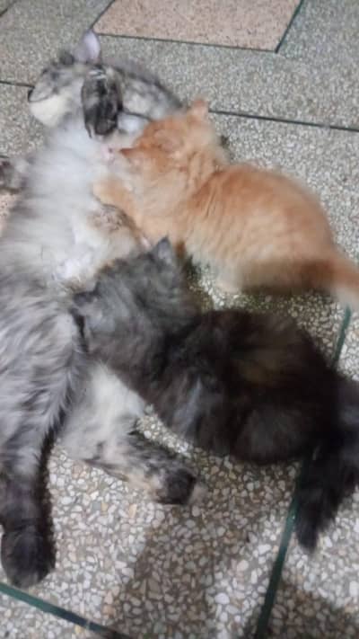 cat for sale Persian