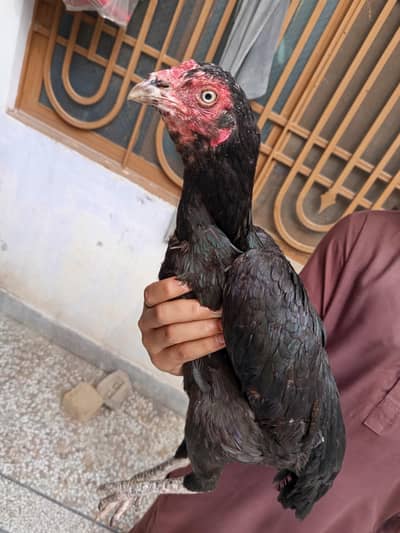 Mushki Maadi