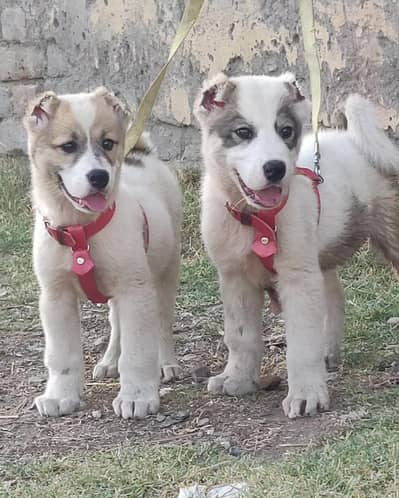 alabai security dog 2 month pair for sale