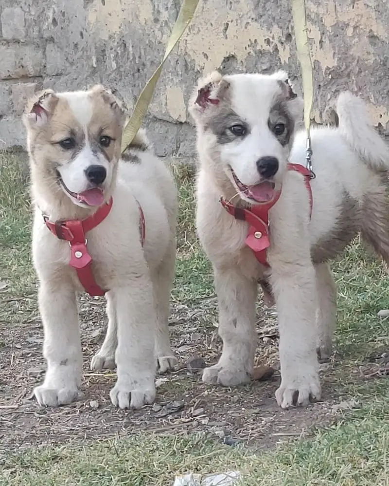 alabai security dog 2 month pair for sale — photo 2