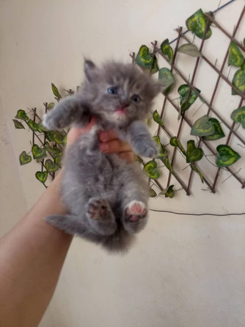 very active 0