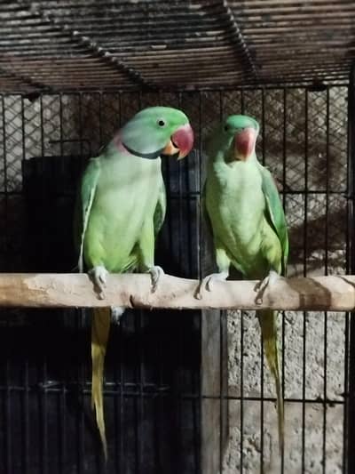 raw parrot pair