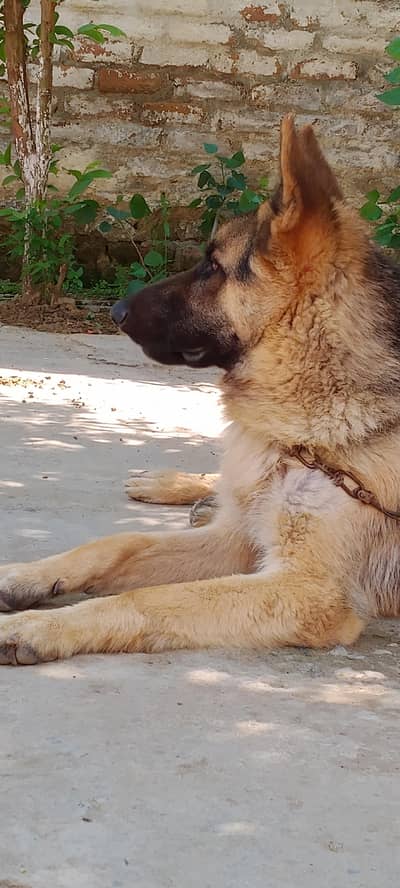 German Shepherd male | long coat | Gsd Dog | male dog
