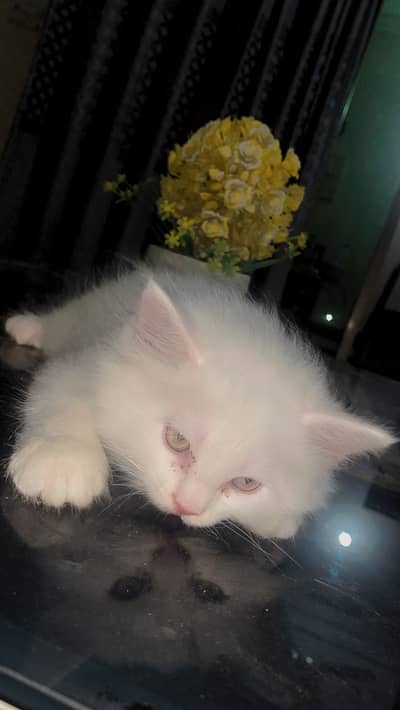 Persian Kittens