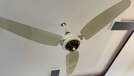 Royal fan ceiling fan