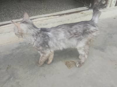 maine coon cat available in kala Gujran