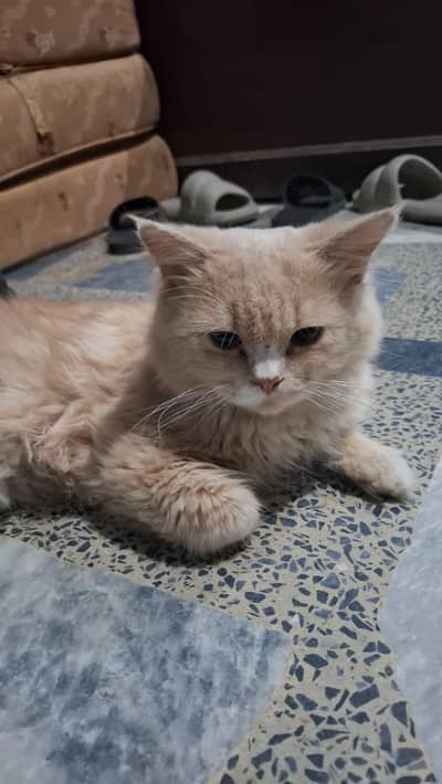 Persion tripal cott urgent sale.