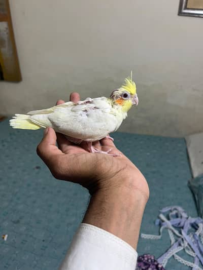 Cockatiel hand tamed chicks near to self