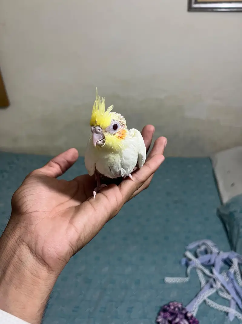 Cockatiel hand tamed chicks near to self — photo 2