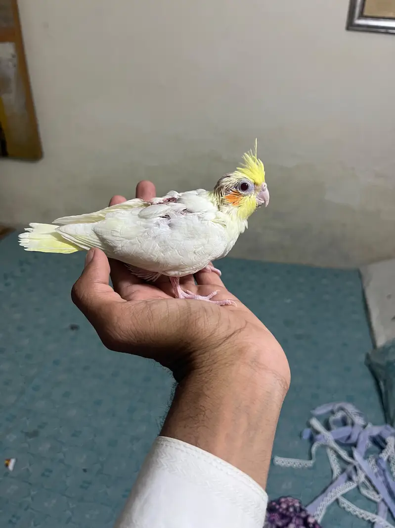 Cockatiel hand tamed chicks near to self — photo 3