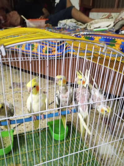cocktail 3 pairs for sale in reasonable price