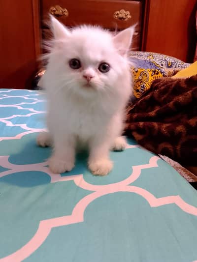 PERSIAN KITTEN