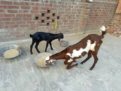 Argent sale 2 bakria 1 bacha