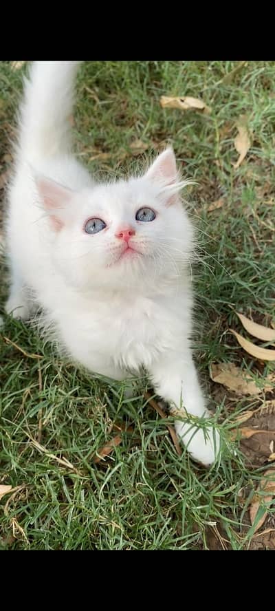 persian kittens/cat baby/blue eyes cat 0:3:1:9:4:3:2:4:9:4:6
